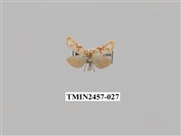 藏品(二斑叉紋苔蛾)的圖片